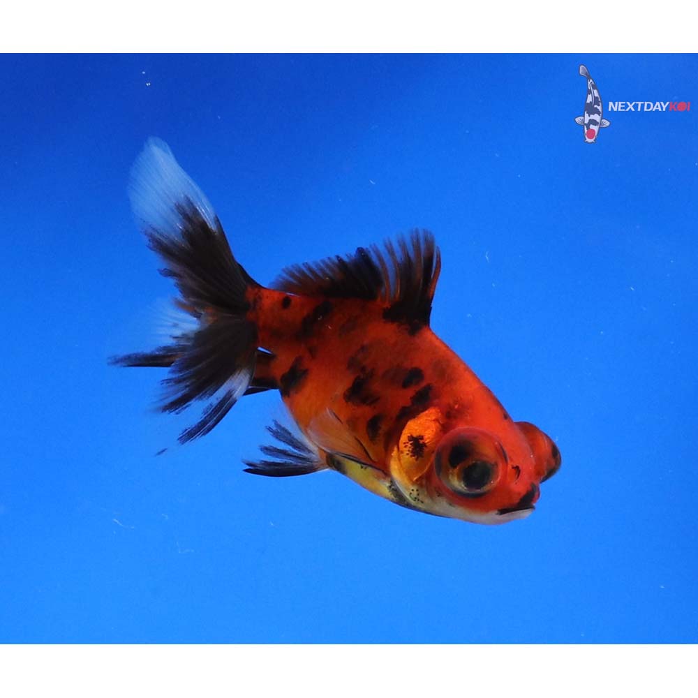 2.5” Imported Calico Telescope Fantail