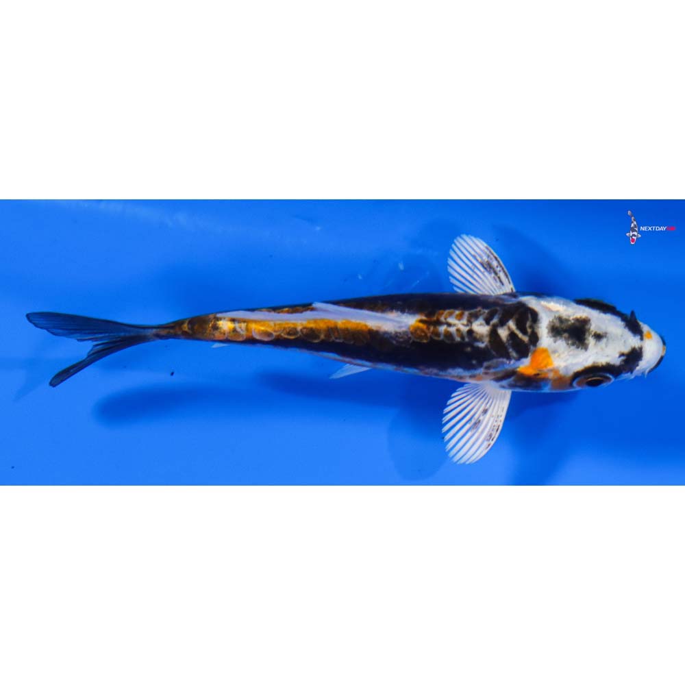 3.5” Imported Kin Kikokuryu