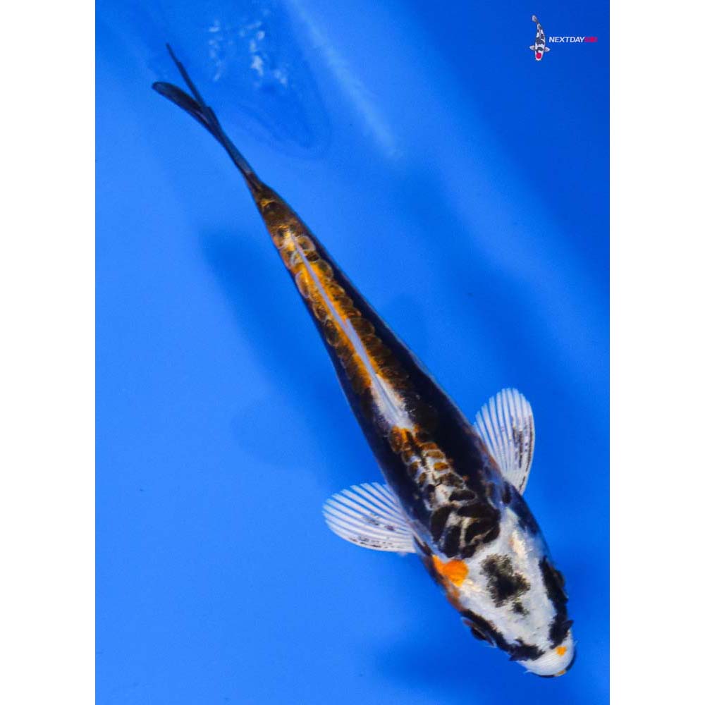 3.5” Imported Kin Kikokuryu