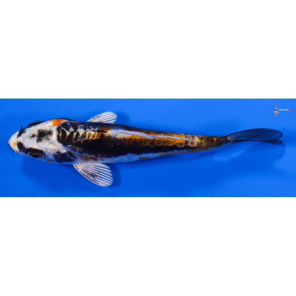 3.5” Imported Kin Kikokuryu