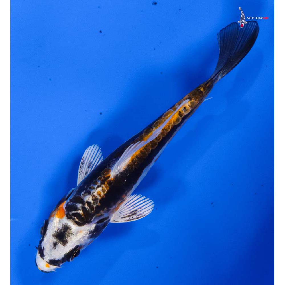 3.5” Imported Kin Kikokuryu
