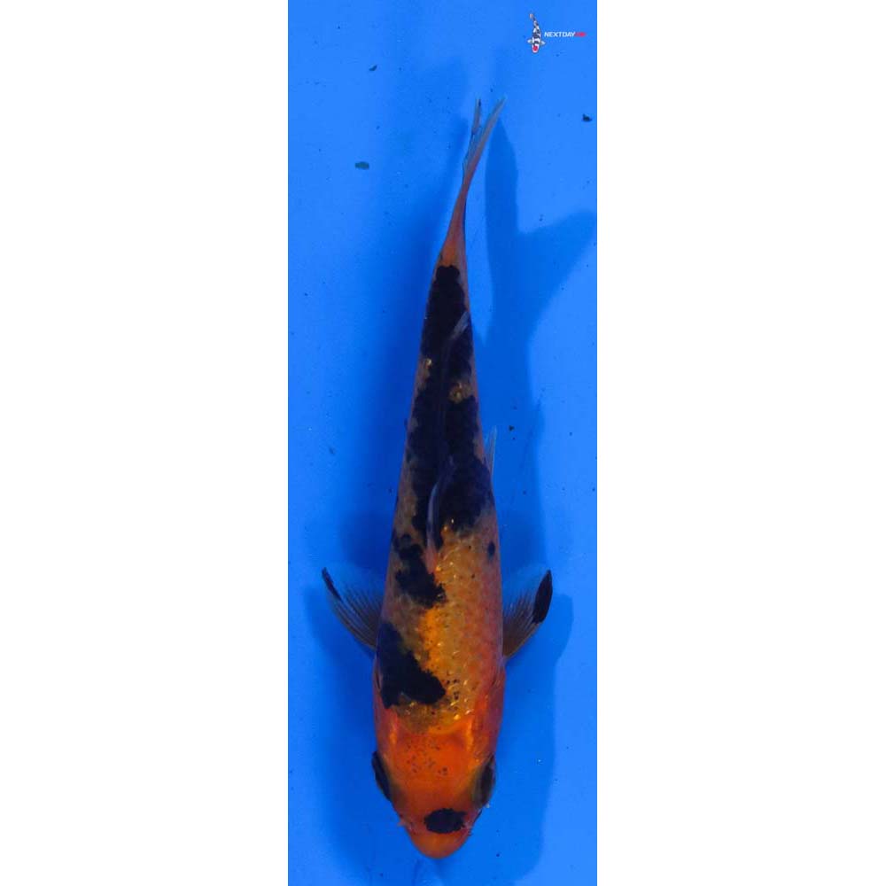3” Imported Aka Bekko