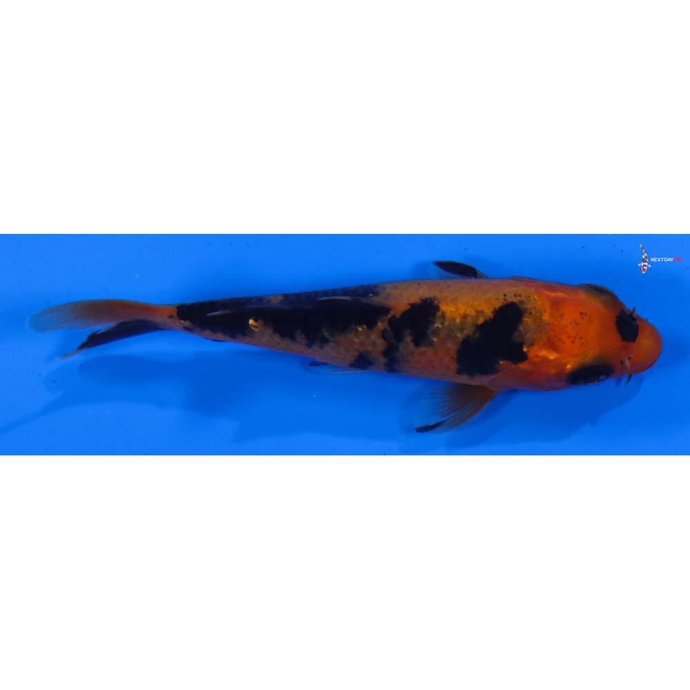 3” Imported Aka Bekko