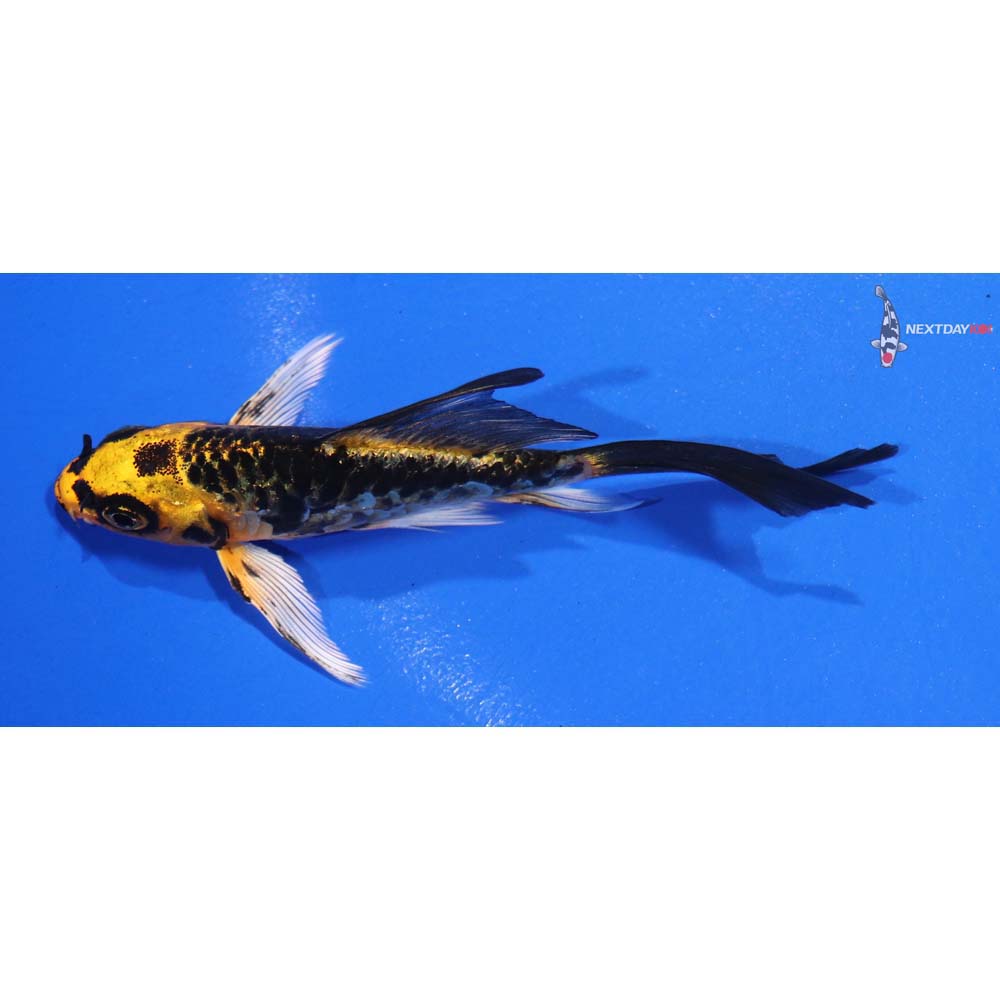 3.5” Imported Kujaku Butterfly Koi