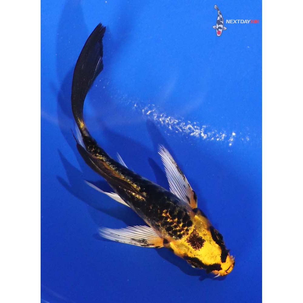3.5” Imported Kujaku Butterfly Koi