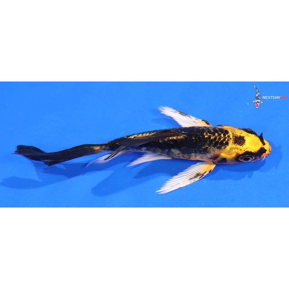 3.5” Imported Kujaku Butterfly Koi