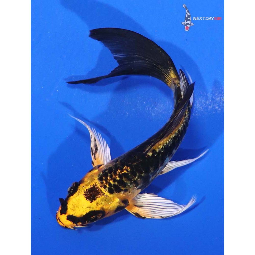 3.5” Imported Kujaku Butterfly Koi