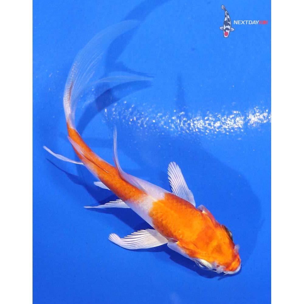 3.5” Imported Hariwake Butterfly Koi