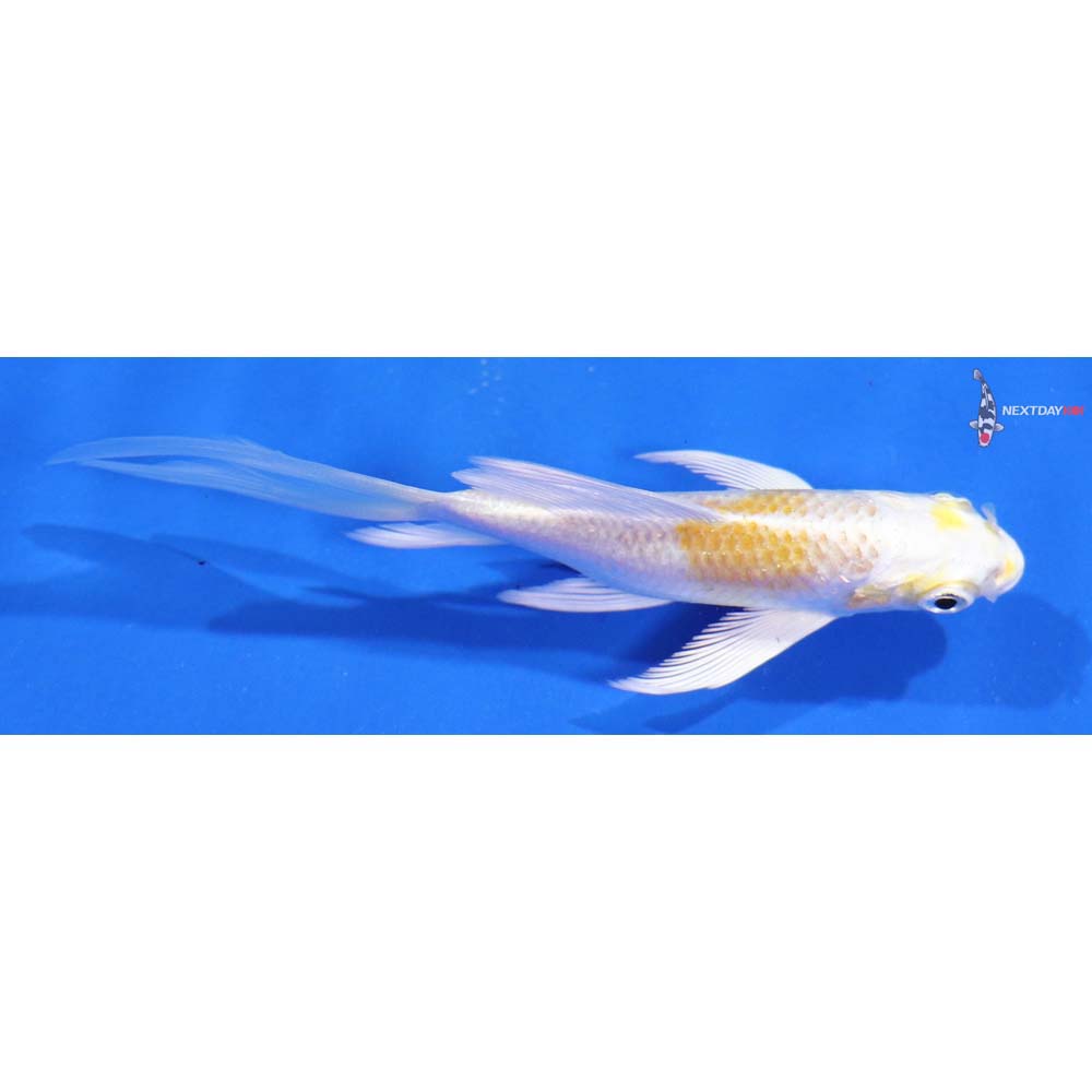 4” Imported Lemon Hariwake Butterfly Koi