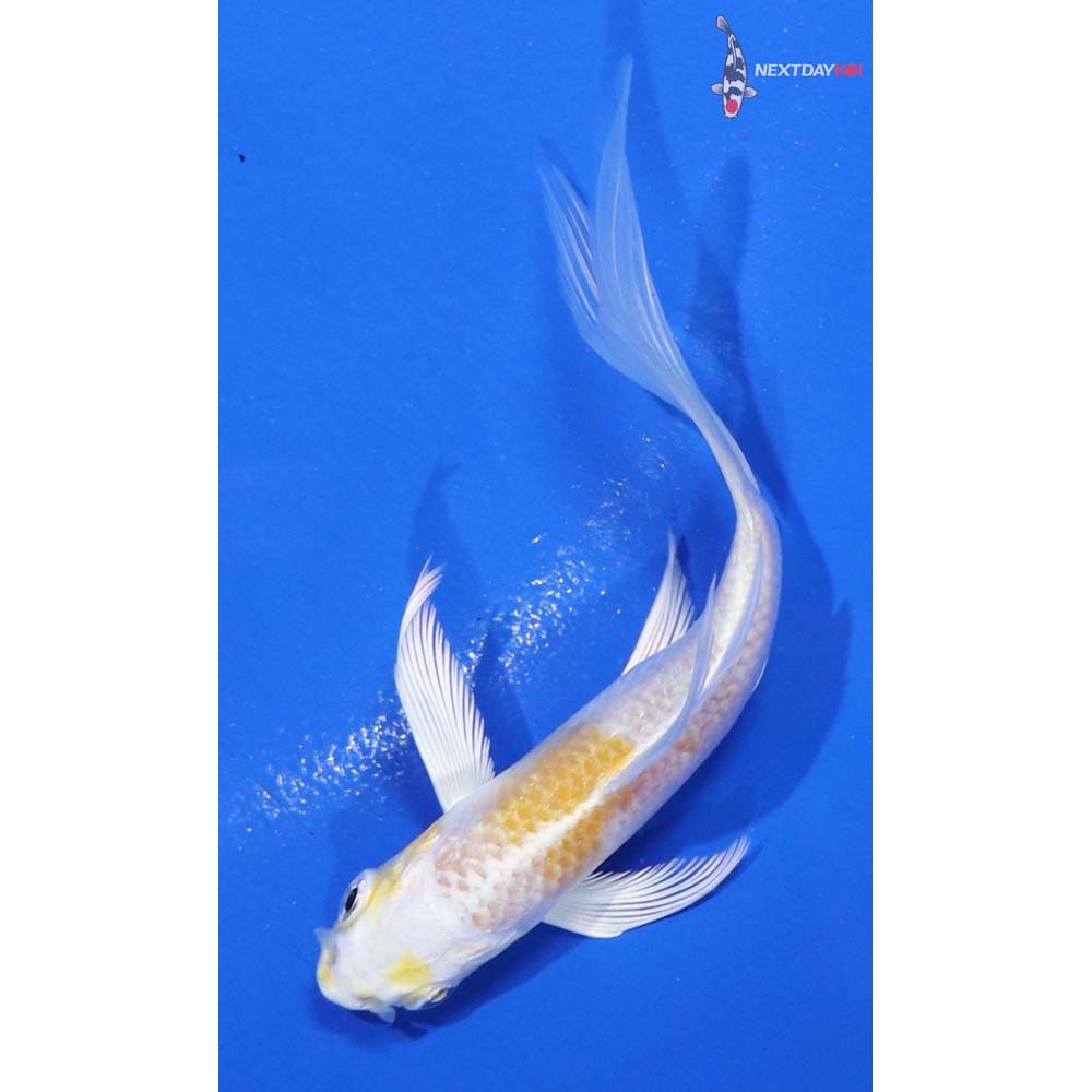 4” Imported Lemon Hariwake Butterfly Koi