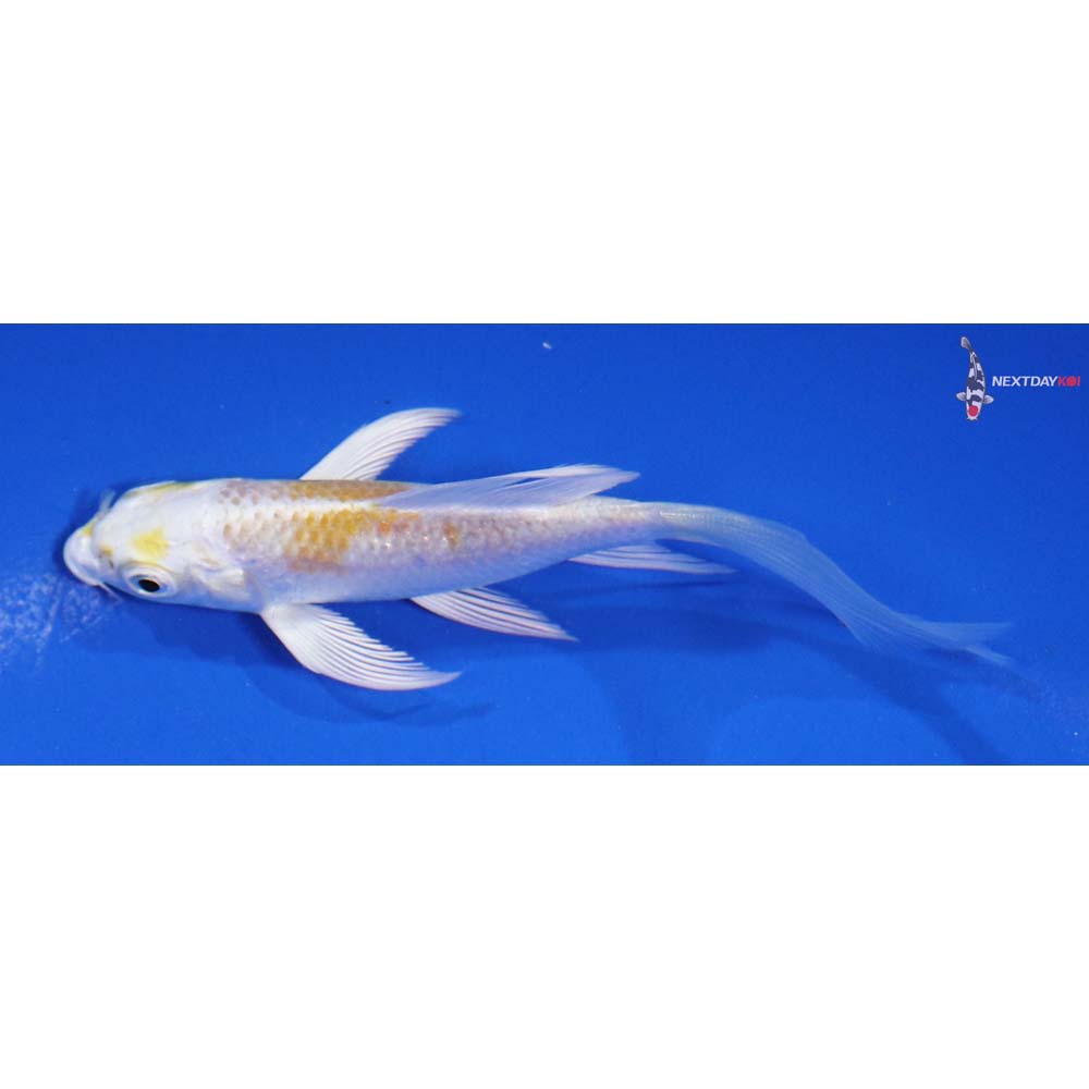 4” Imported Lemon Hariwake Butterfly Koi
