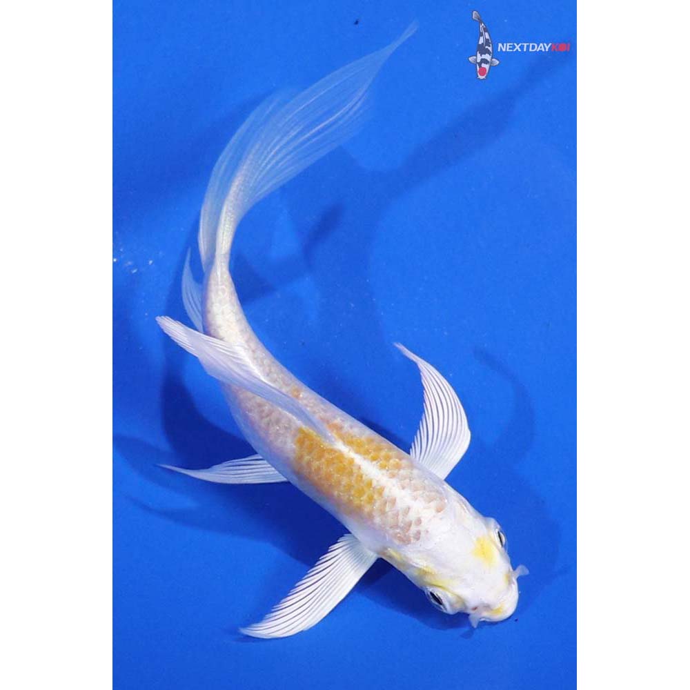4” Imported Lemon Hariwake Butterfly Koi