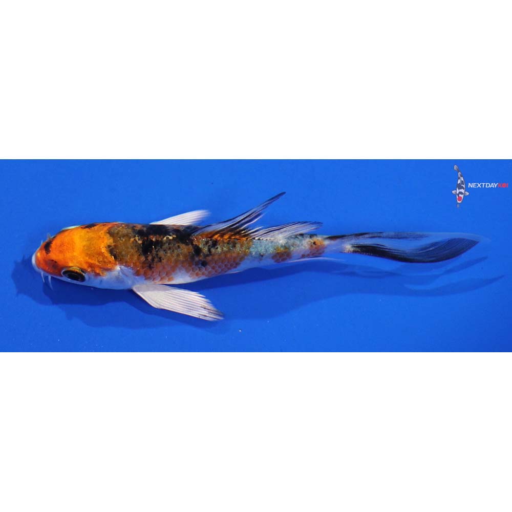 4” Imported Yamato Nishiki Butterfly Koi