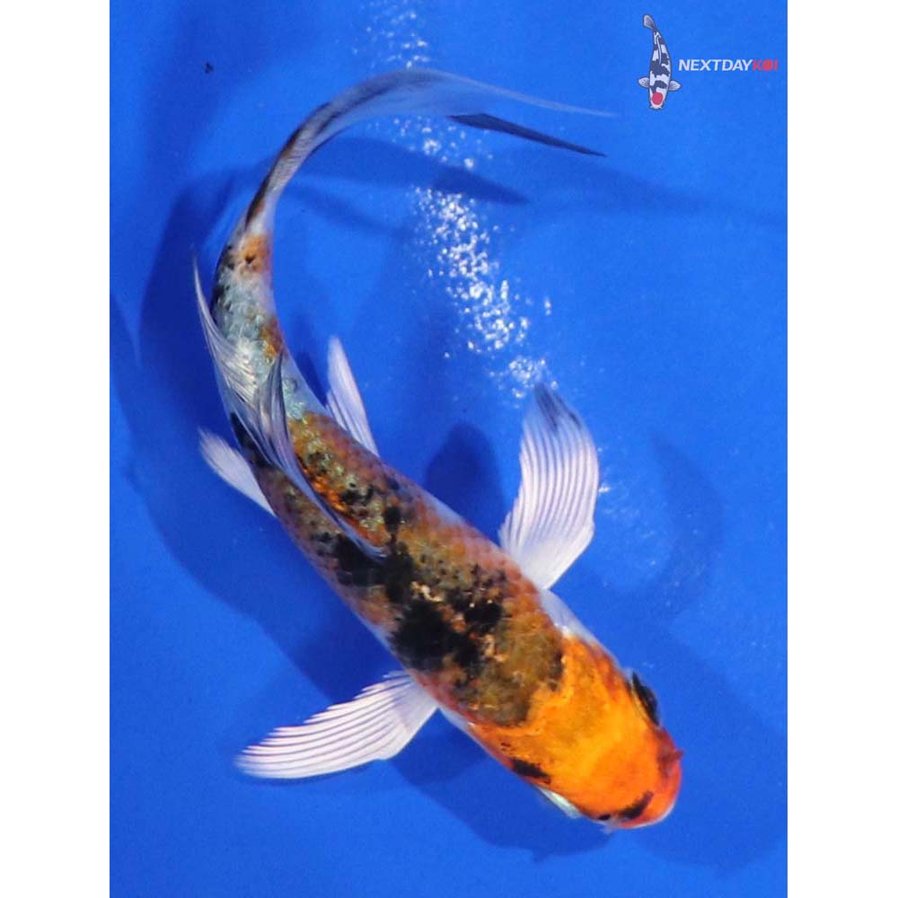 4” Imported Yamato Nishiki Butterfly Koi