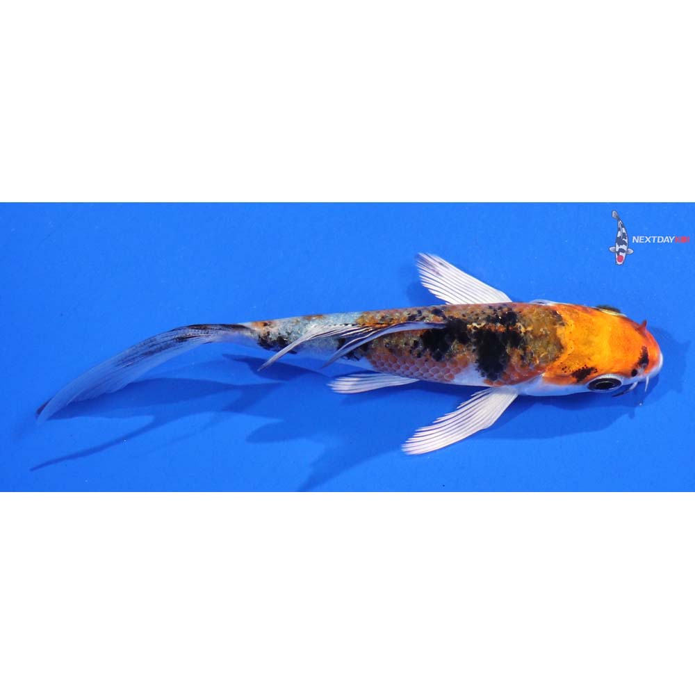 4” Imported Yamato Nishiki Butterfly Koi