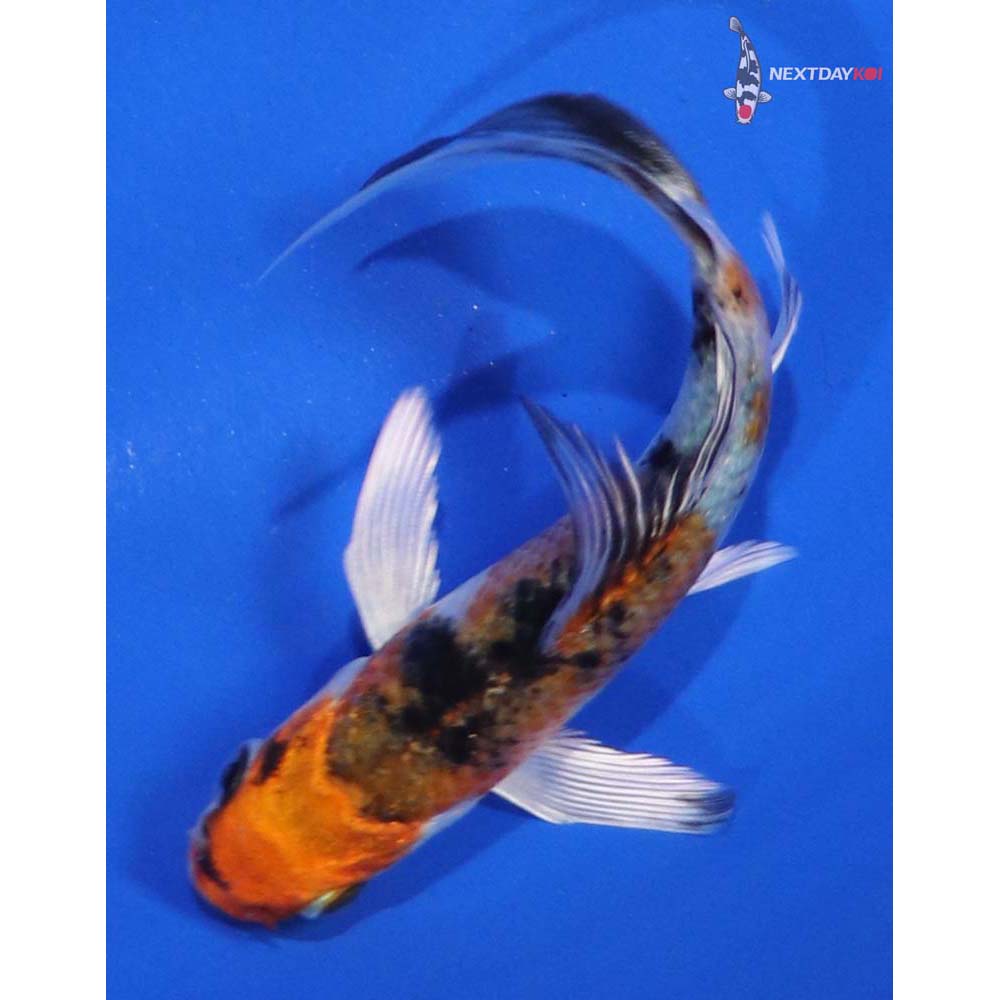 4” Imported Yamato Nishiki Butterfly Koi