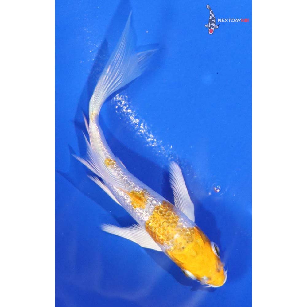 4” Imported Gin Rin Lemon Hariwake Butterfly Koi
