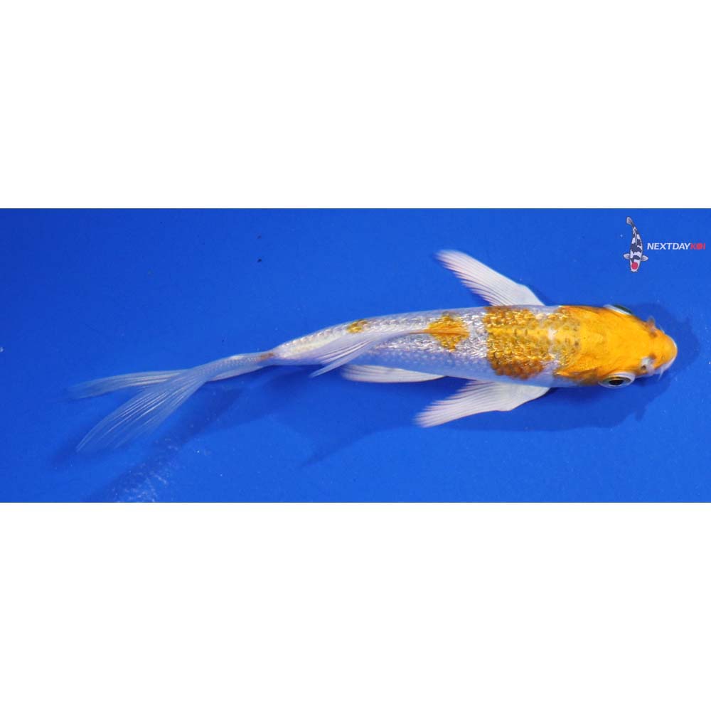 4” Imported Gin Rin Lemon Hariwake Butterfly Koi
