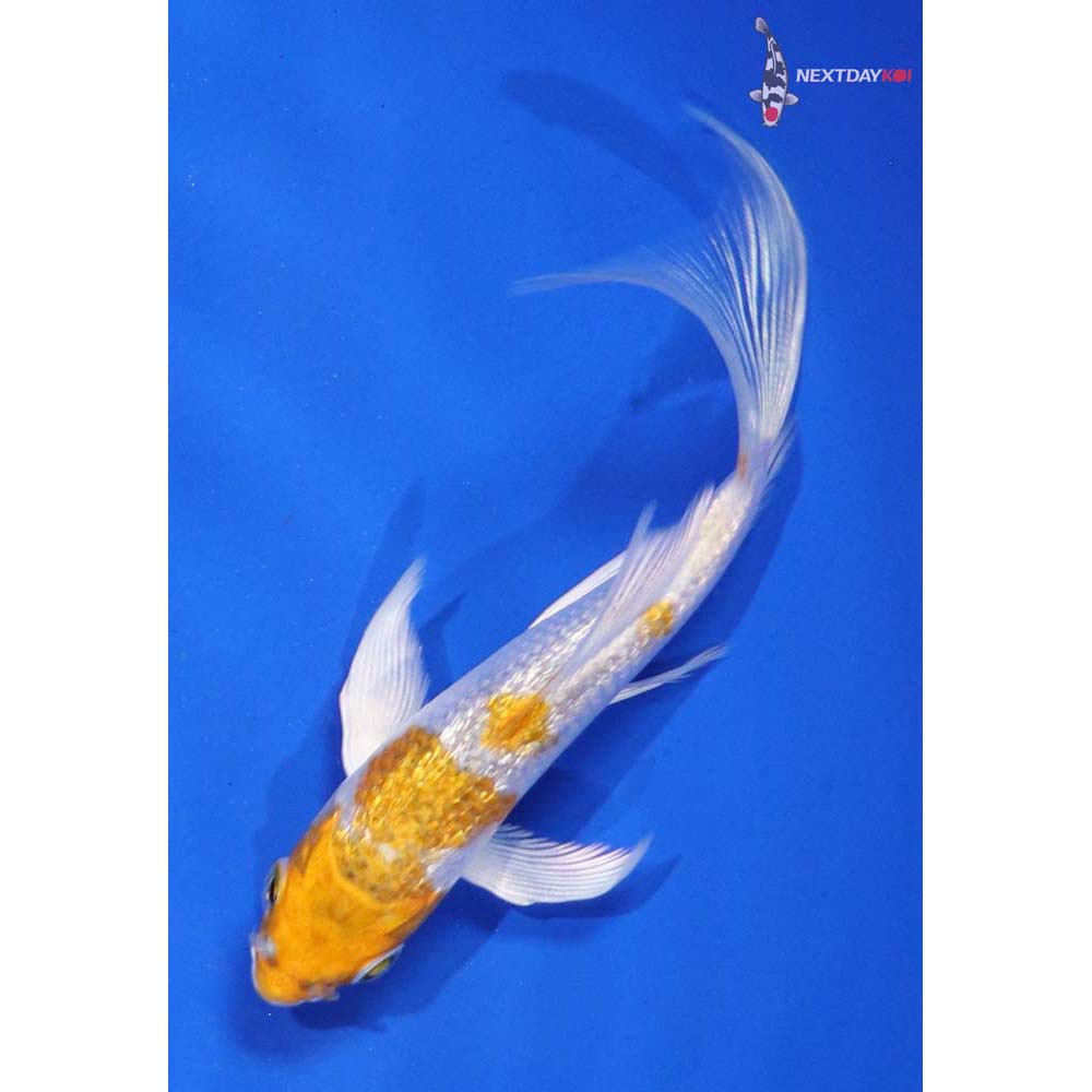 4” Imported Gin Rin Lemon Hariwake Butterfly Koi