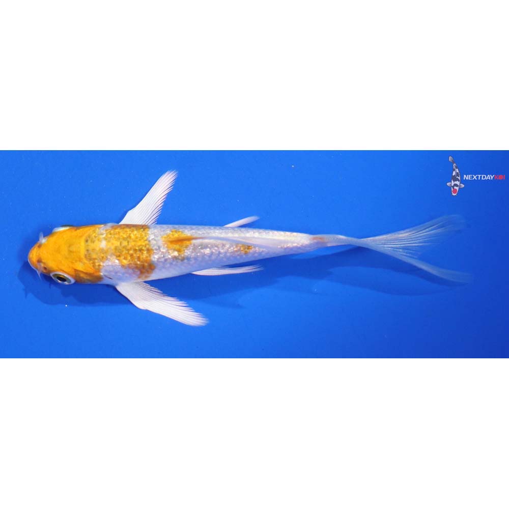4” Imported Gin Rin Lemon Hariwake Butterfly Koi