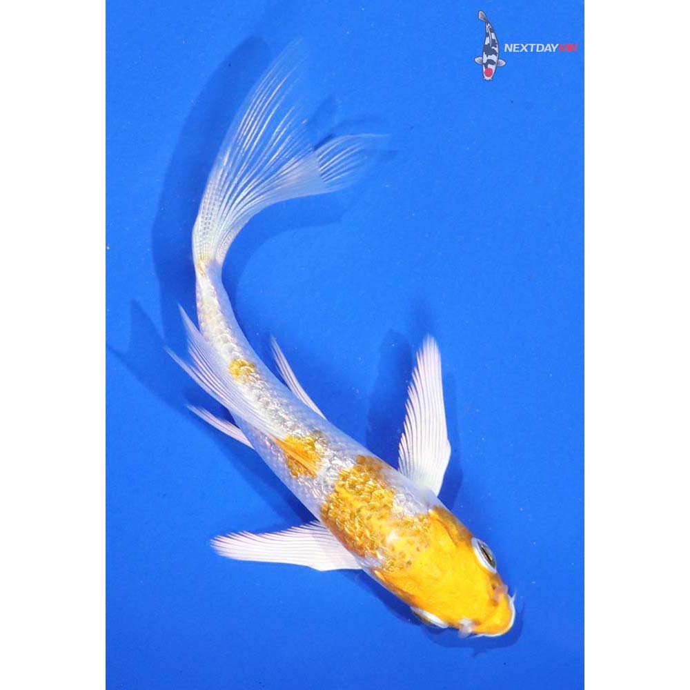 4” Imported Gin Rin Lemon Hariwake Butterfly Koi
