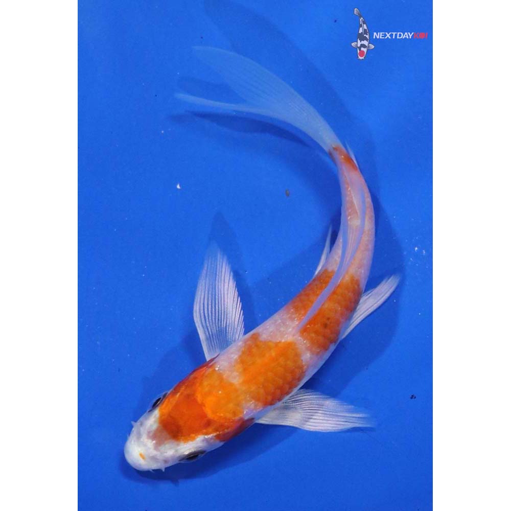 4” Imported Hariwake Butterfly Koi