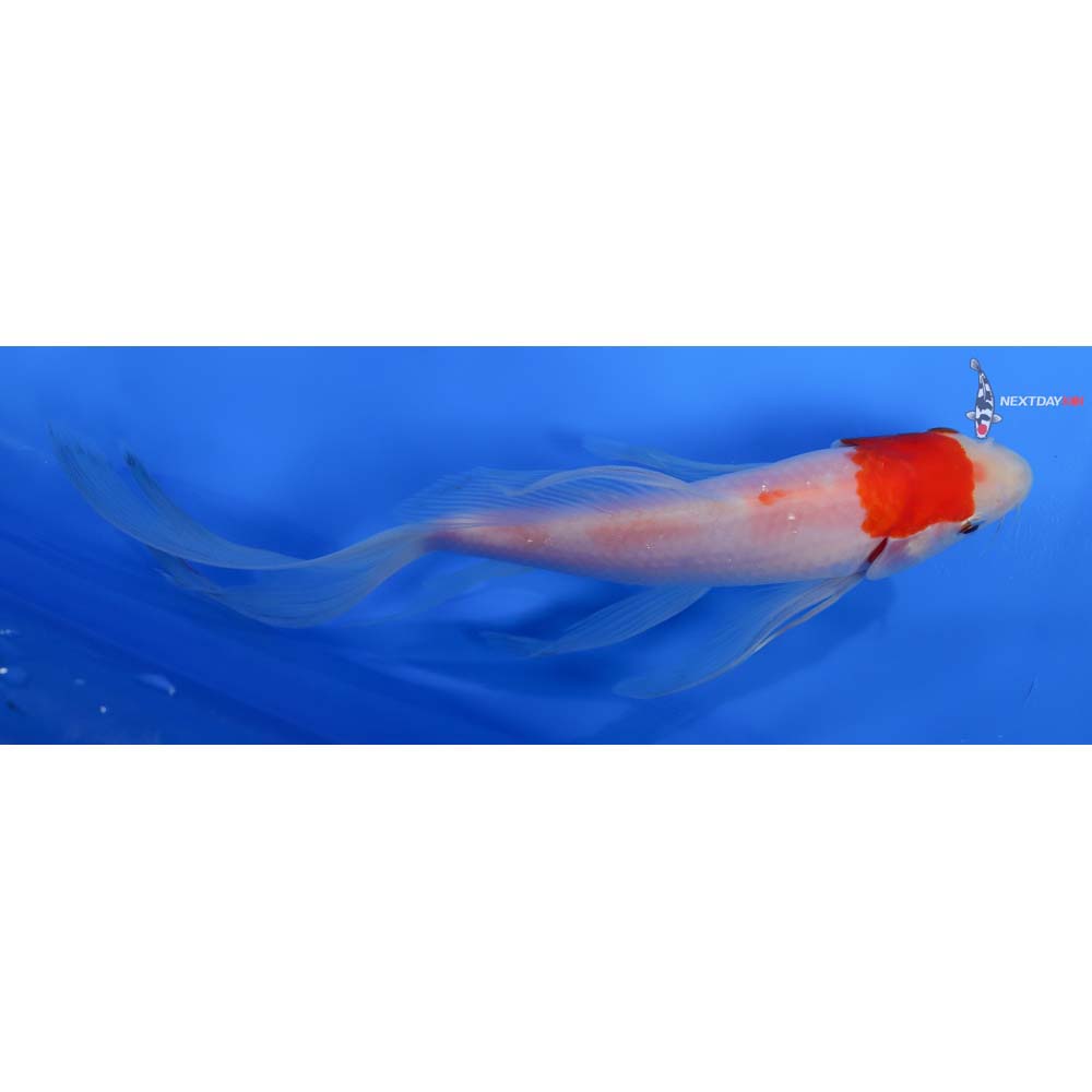8” Imported Kohaku Butterfly Koi