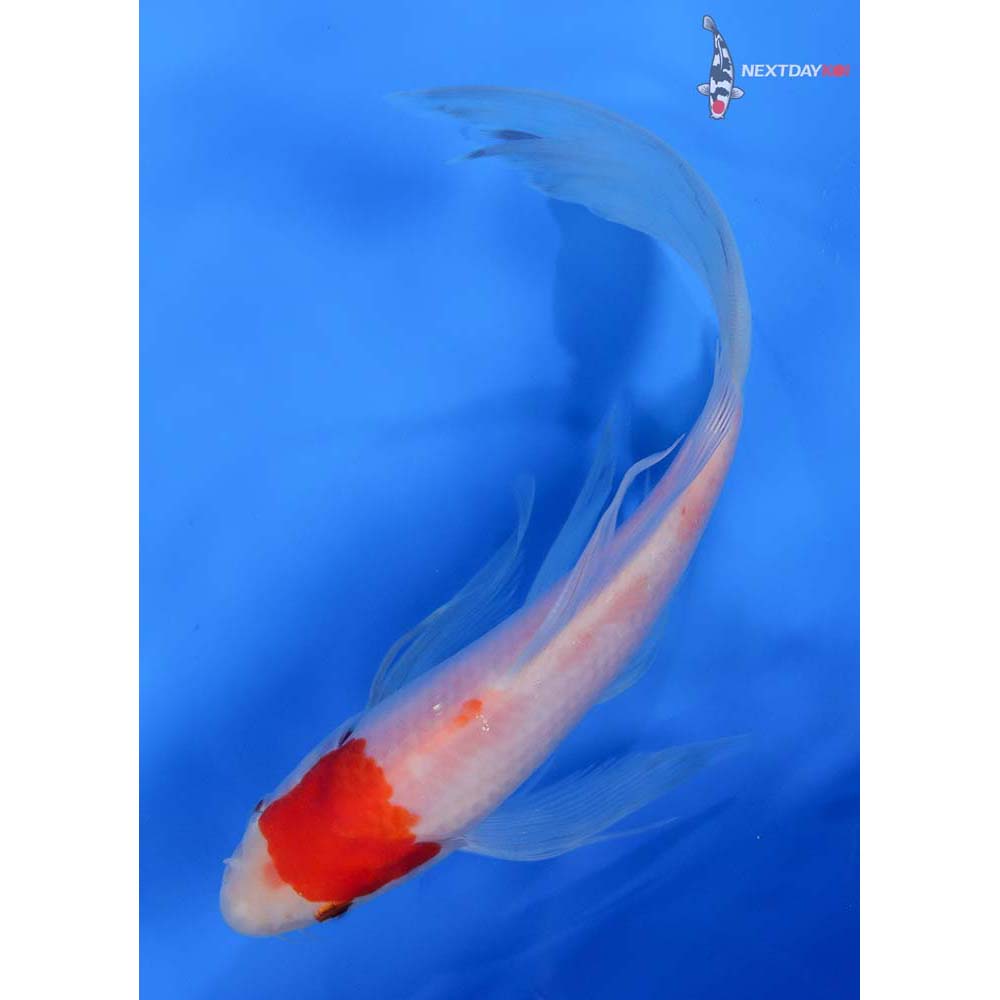 8” Imported Kohaku Butterfly Koi