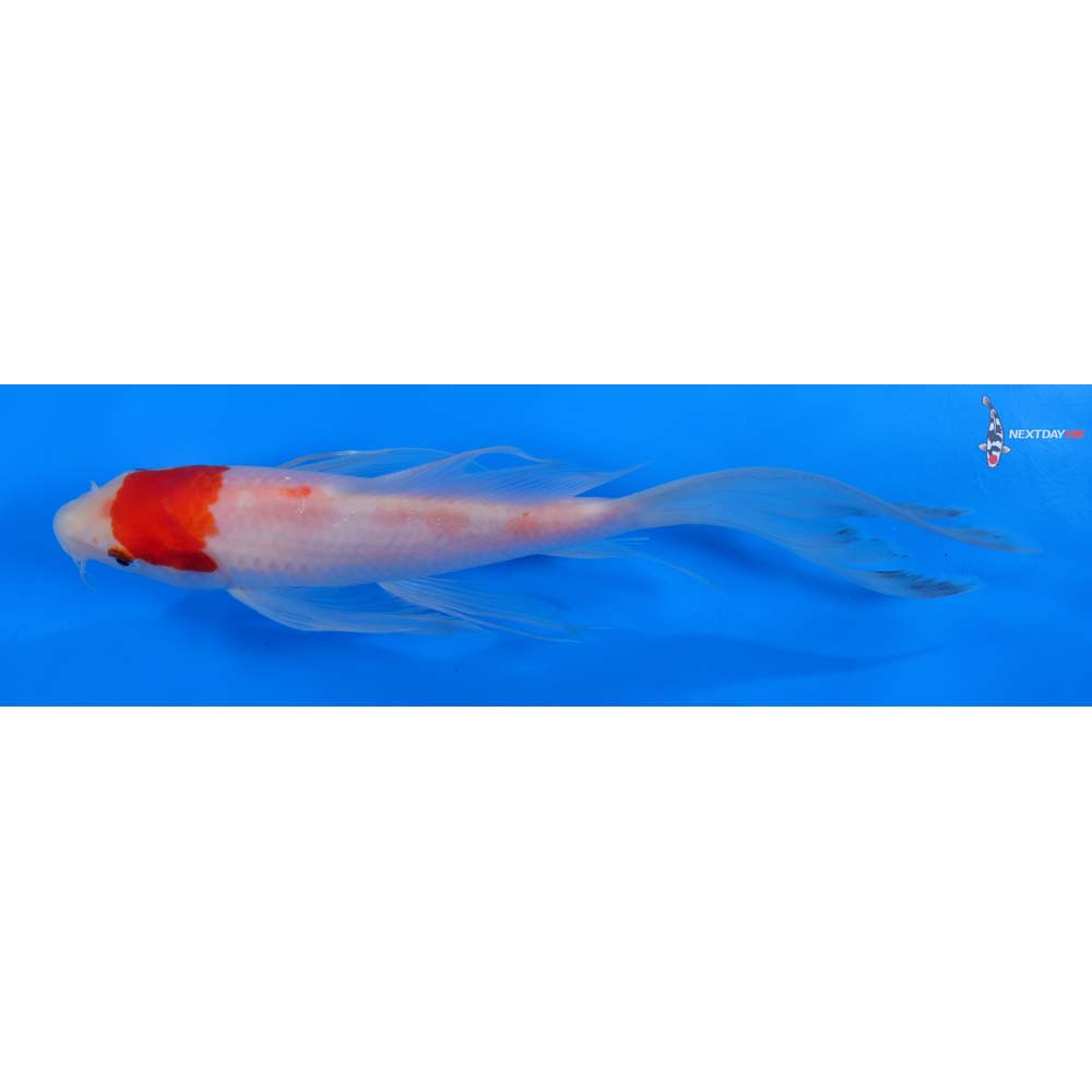 8” Imported Kohaku Butterfly Koi
