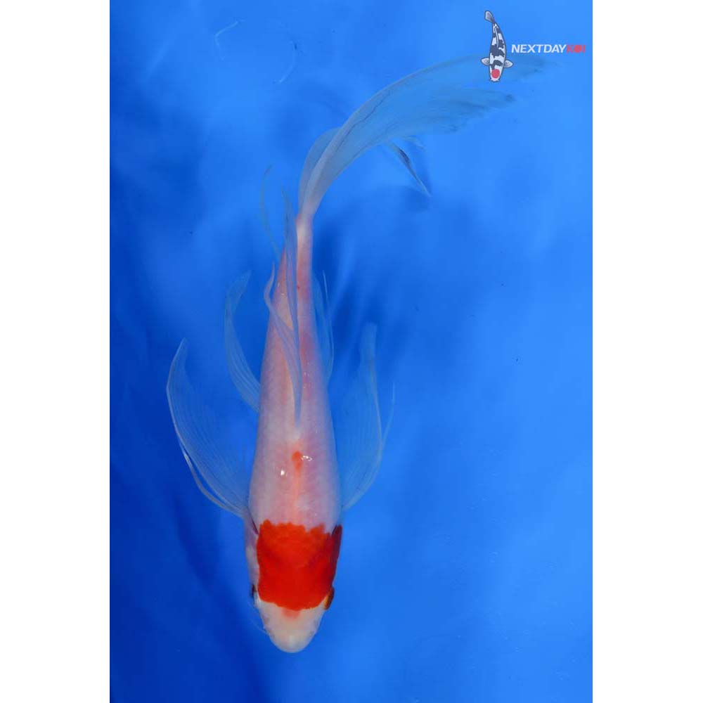 8” Imported Kohaku Butterfly Koi