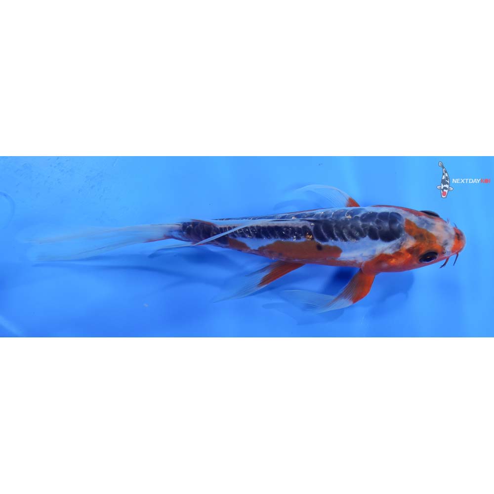 7.5” Imported Shusui Butterfly Koi