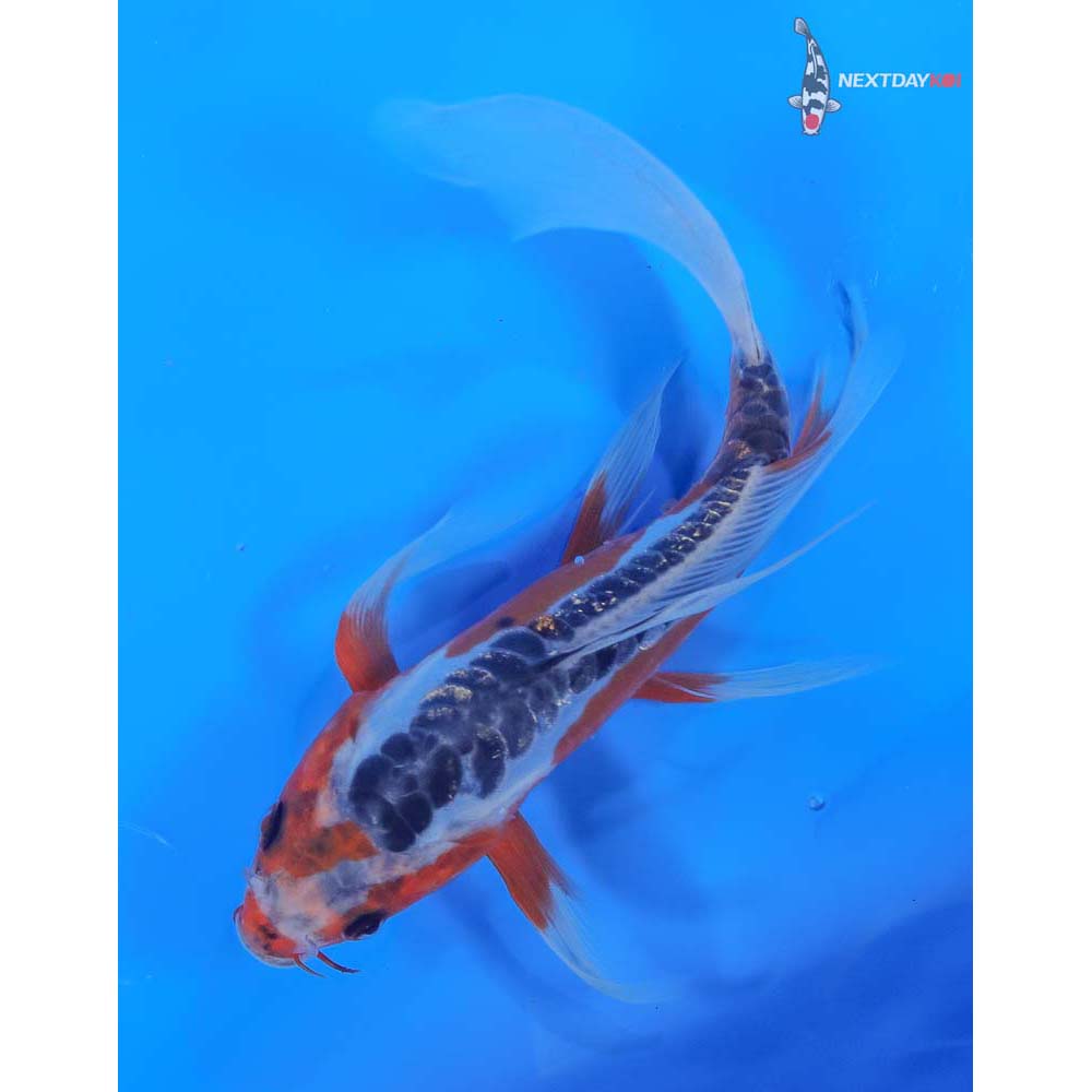 7.5” Imported Shusui Butterfly Koi