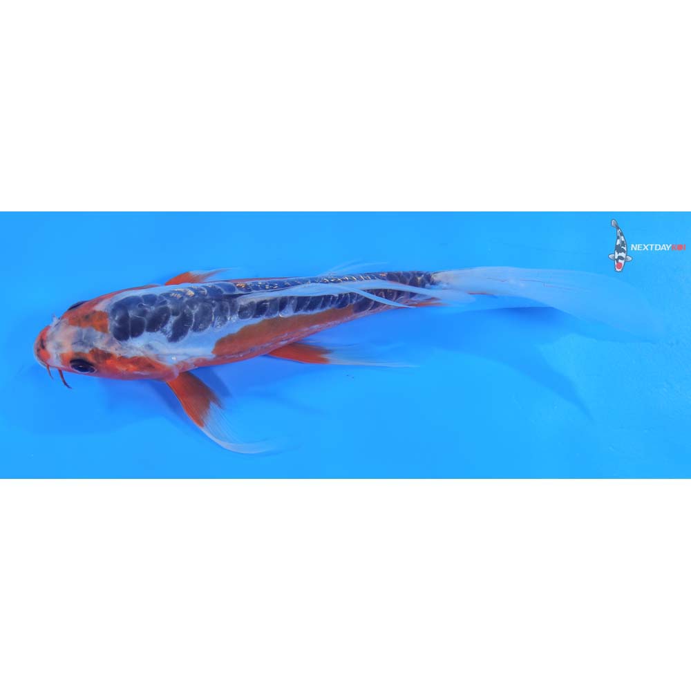 7.5” Imported Shusui Butterfly Koi
