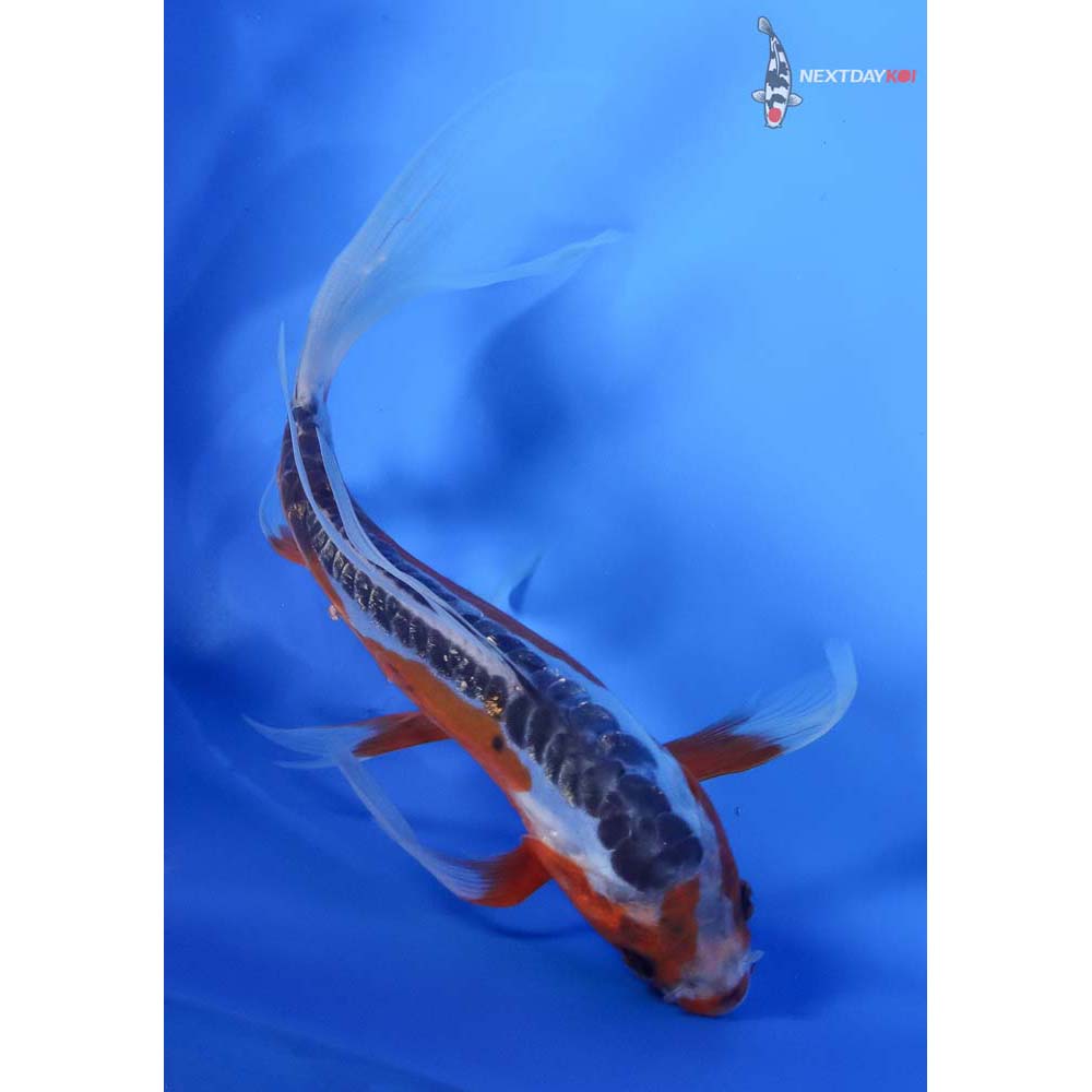 7.5” Imported Shusui Butterfly Koi