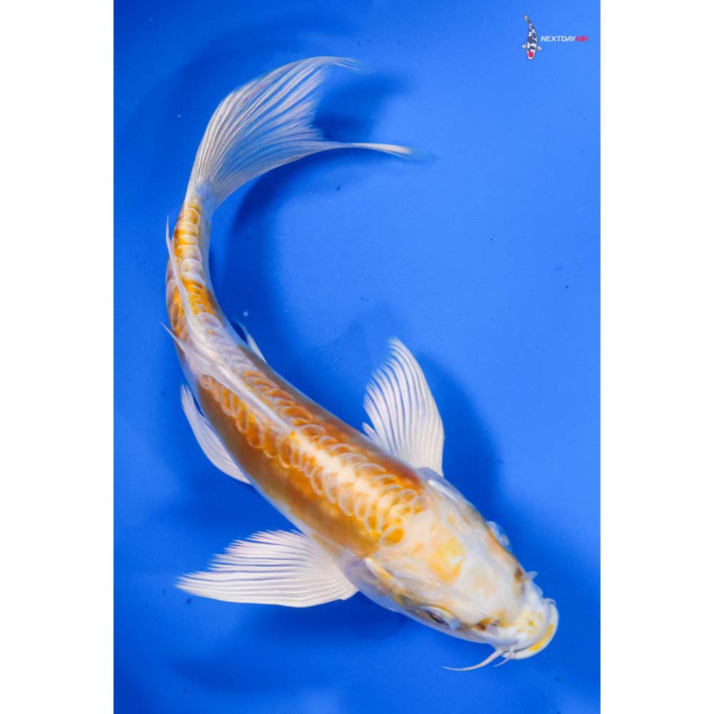 6.5” Imported Doitsu Lemon Hariwake Butterfly Koi