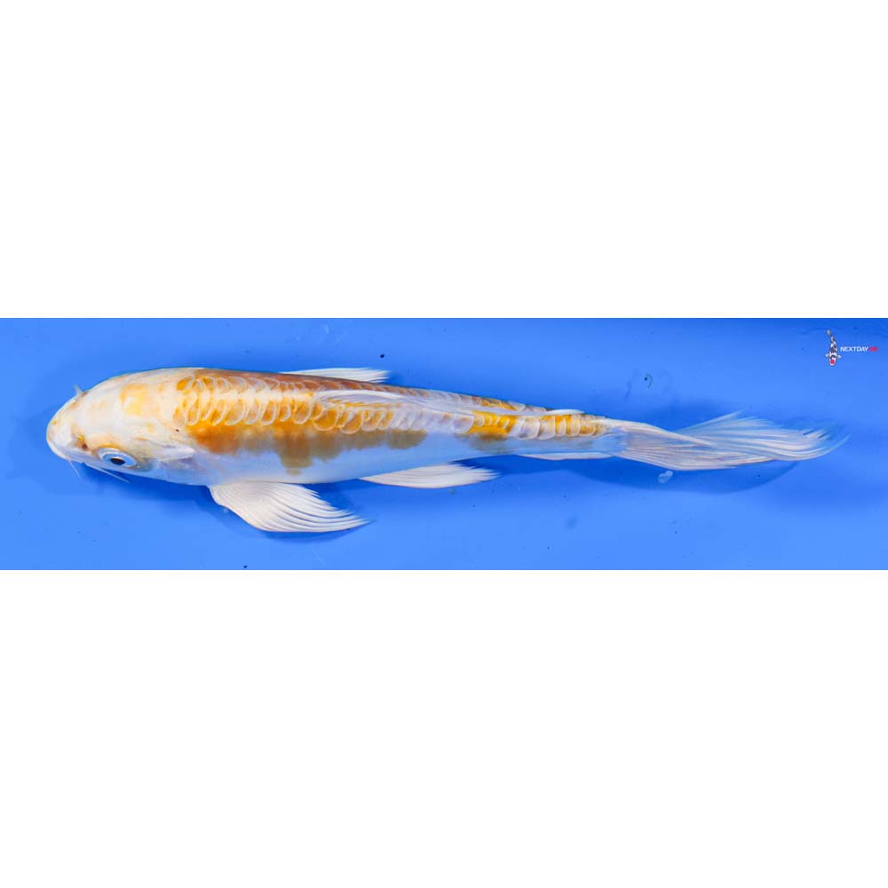 6.5” Imported Doitsu Lemon Hariwake Butterfly Koi