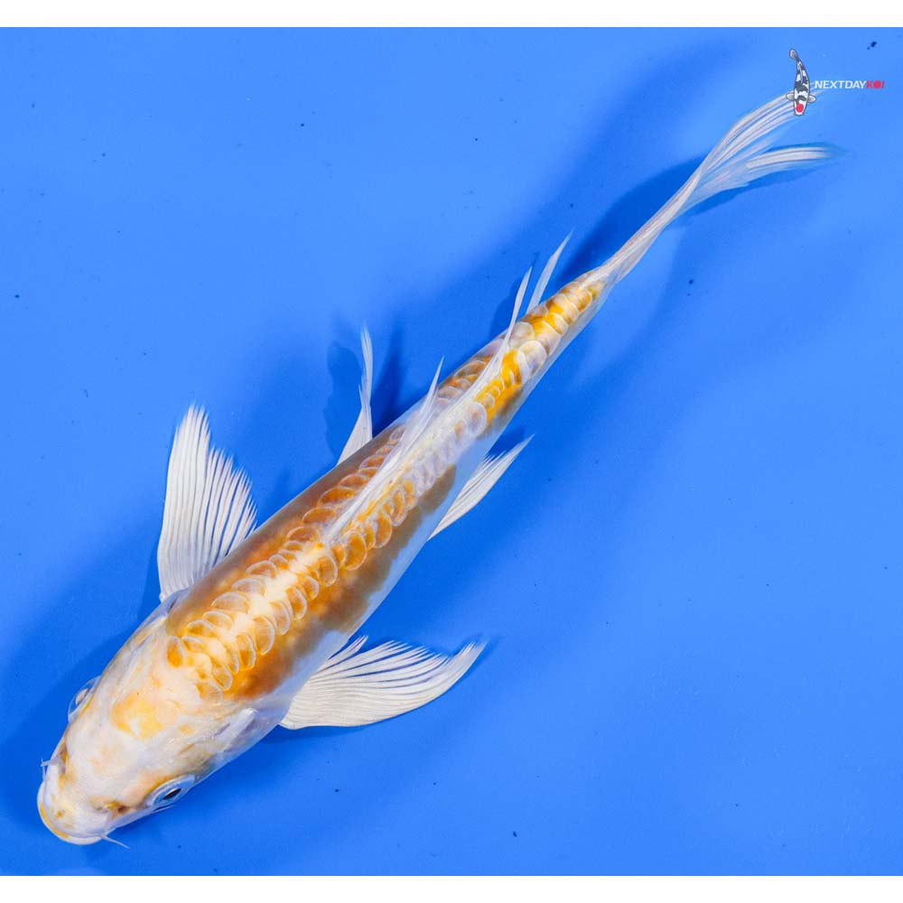 6.5” Imported Doitsu Lemon Hariwake Butterfly Koi