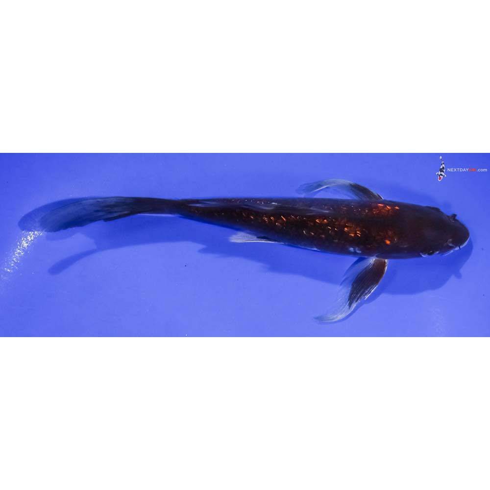 7” Imported Gin Rin Chagoi Butterfly Koi