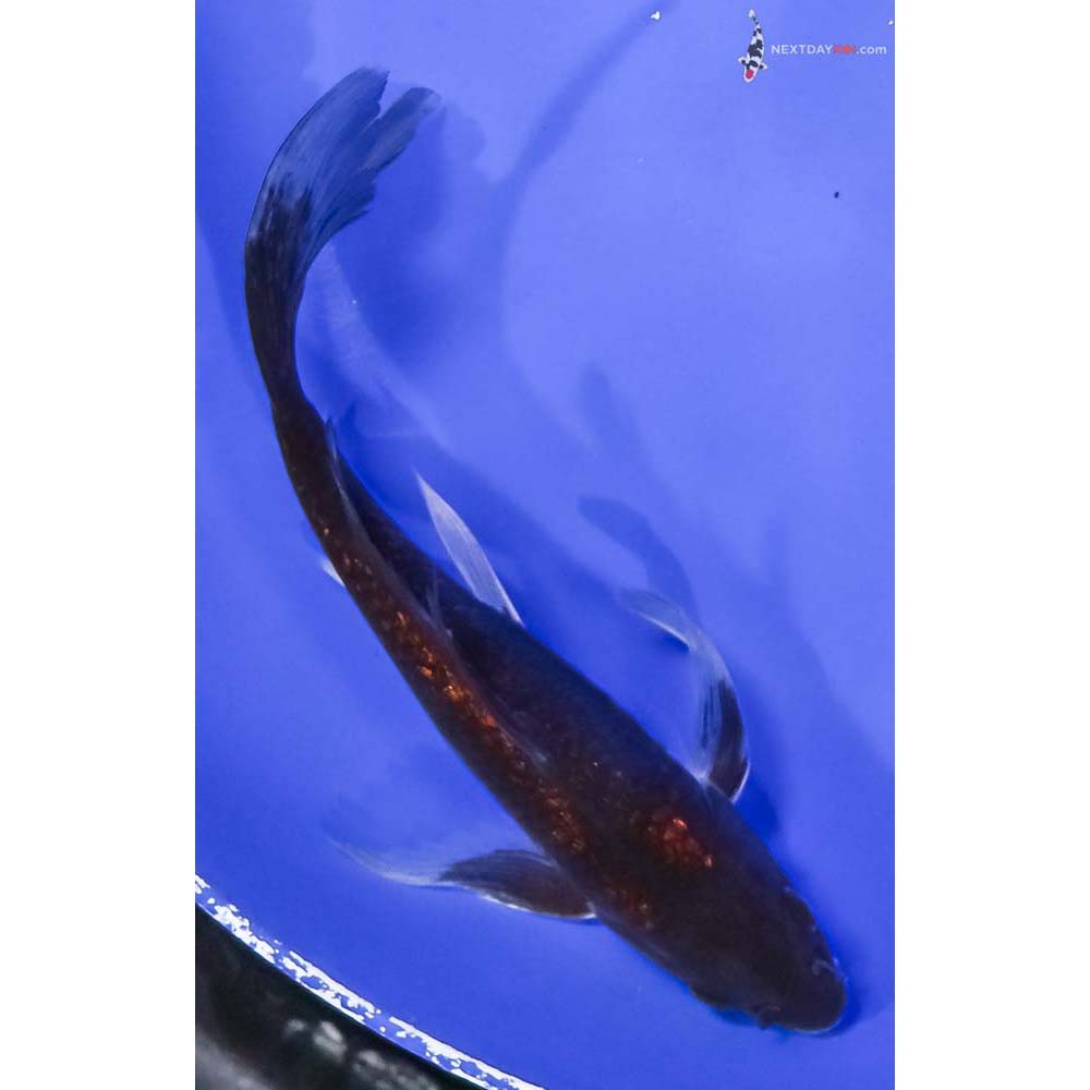 7” Imported Gin Rin Chagoi Butterfly Koi