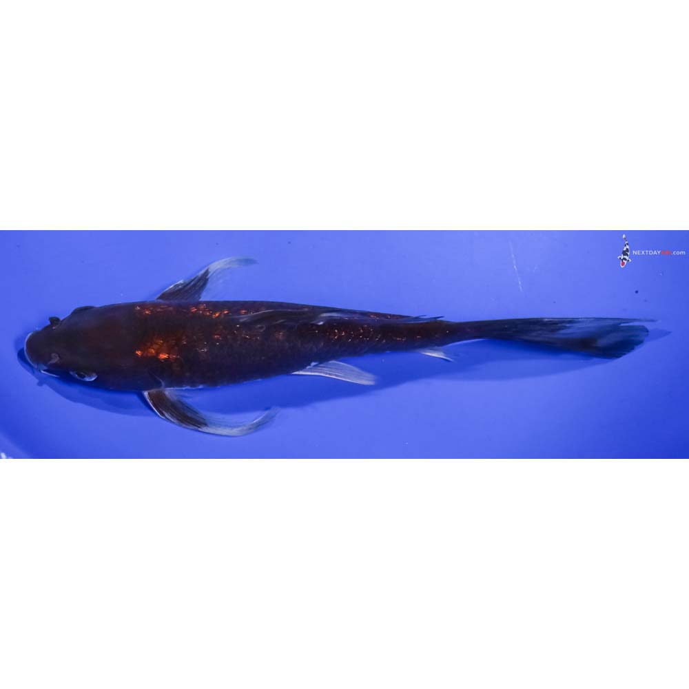 7” Imported Gin Rin Chagoi Butterfly Koi