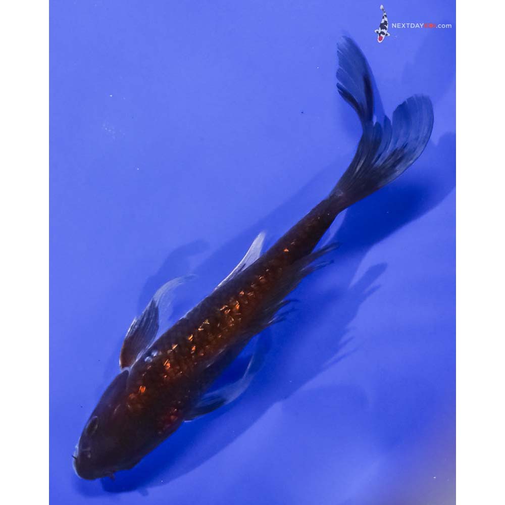 7” Imported Gin Rin Chagoi Butterfly Koi