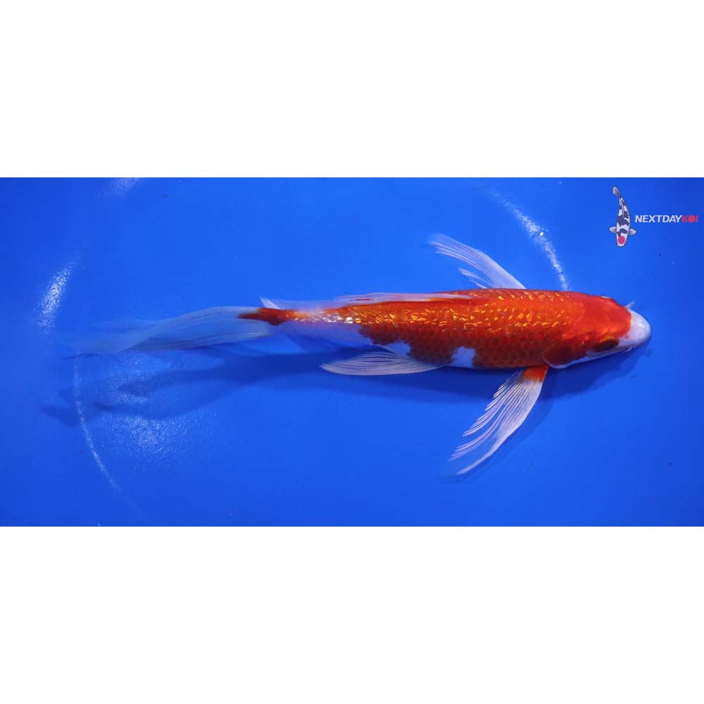 6.5” Imported Gin Rin Hariwake Butterfly Koi
