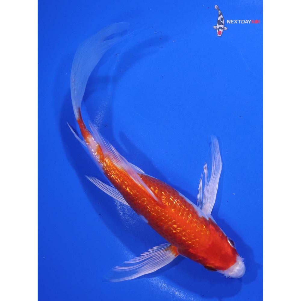 6.5” Imported Gin Rin Hariwake Butterfly Koi