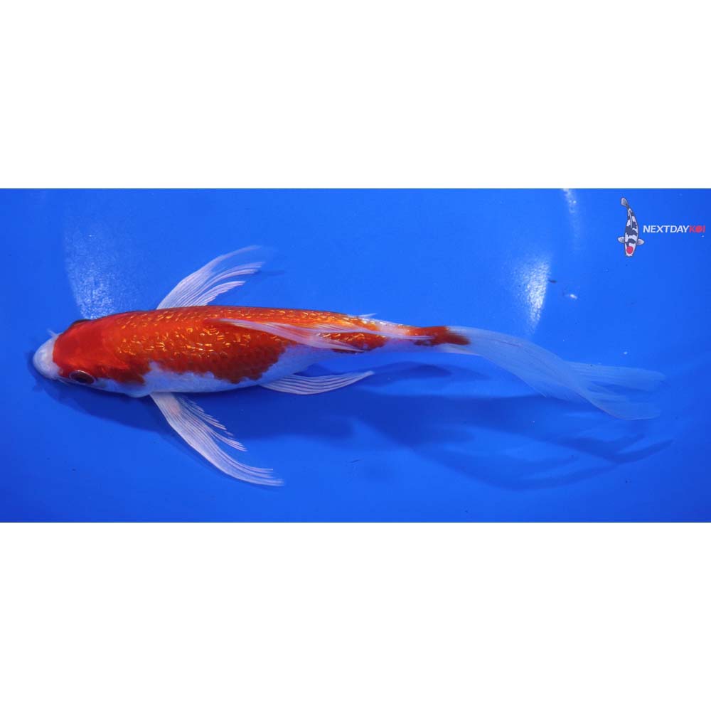 6.5” Imported Gin Rin Hariwake Butterfly Koi