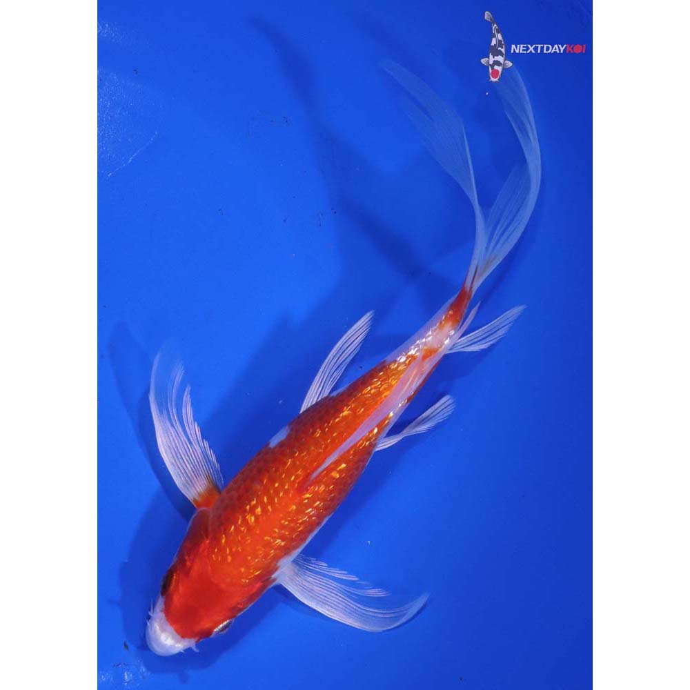 6.5” Imported Gin Rin Hariwake Butterfly Koi