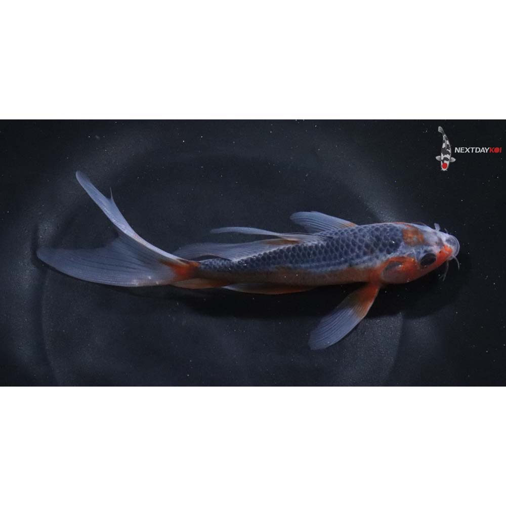 7” Imported Asagi Butterfly Koi