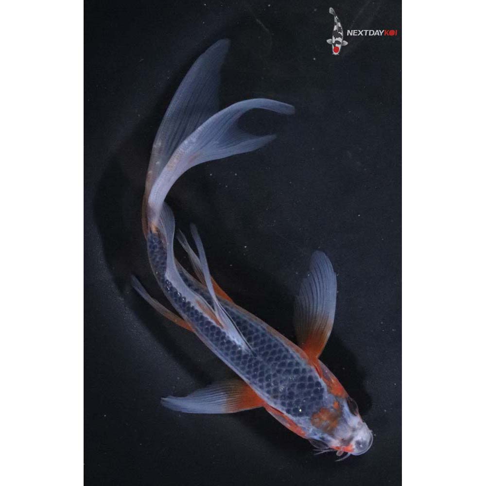 7” Imported Asagi Butterfly Koi