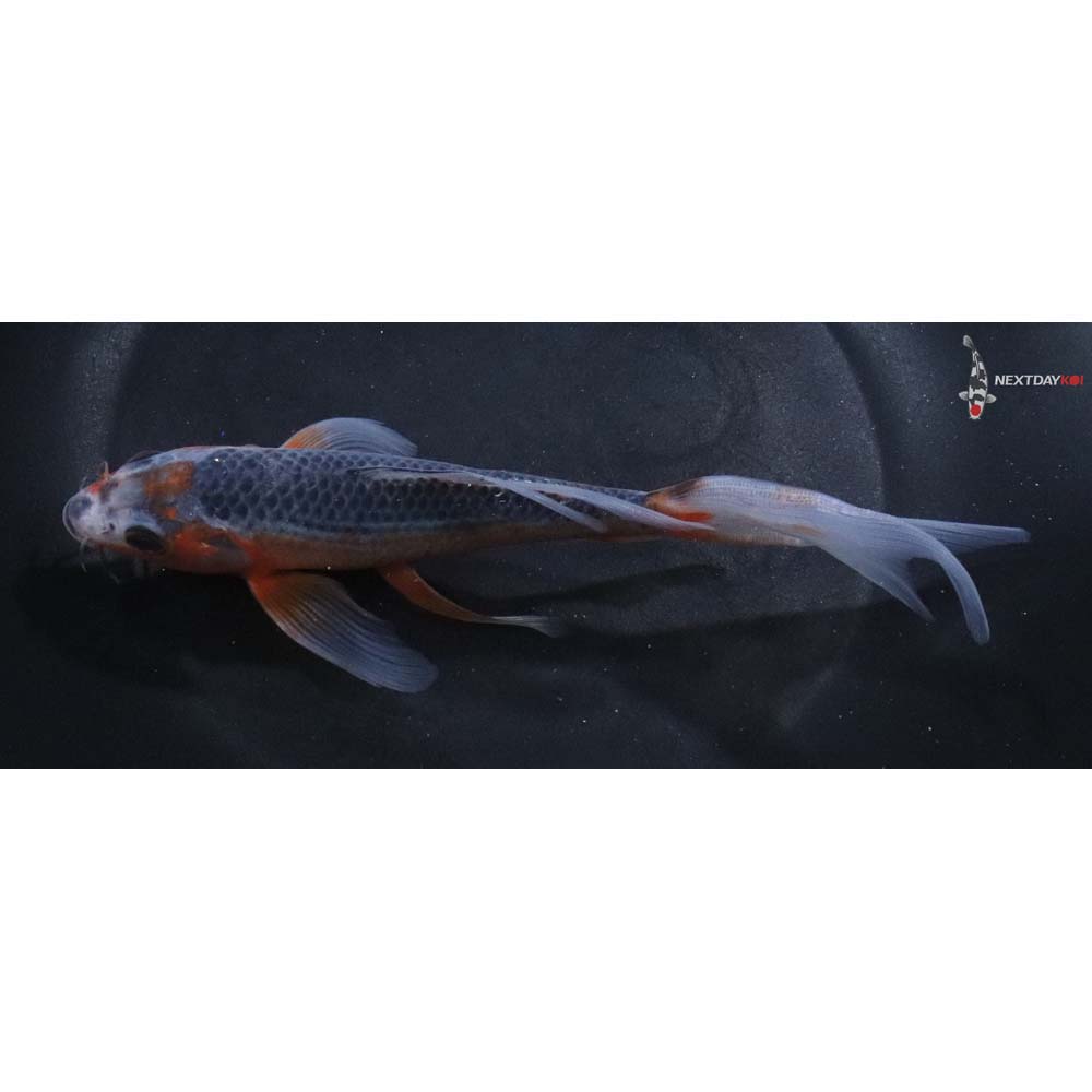 7” Imported Asagi Butterfly Koi