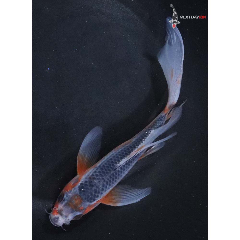 7” Imported Asagi Butterfly Koi