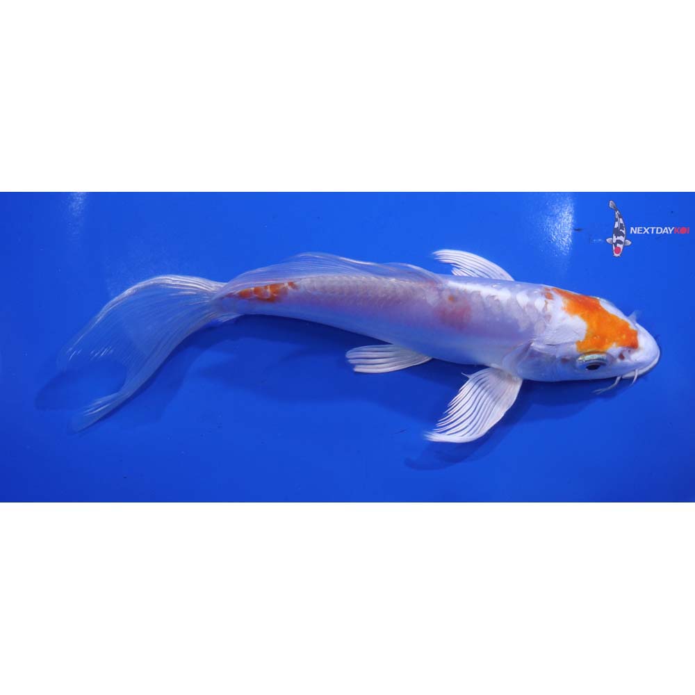 7” Imported Kikusui Butterfly Koi